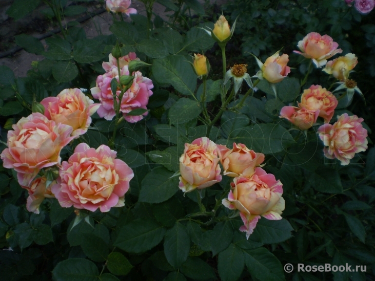 Rose des Cisterciens 