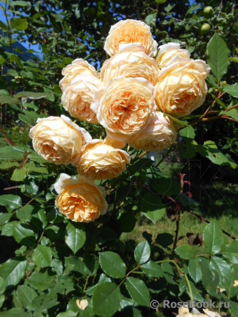 Crown Princess Margareta®