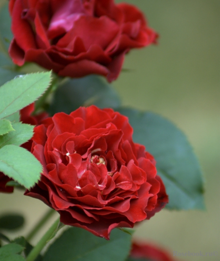 Hommage a Barbara