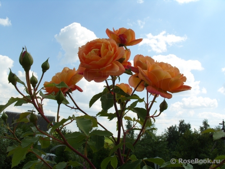 Lady of Shalott 