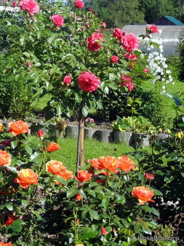 Rosarium Uetersen