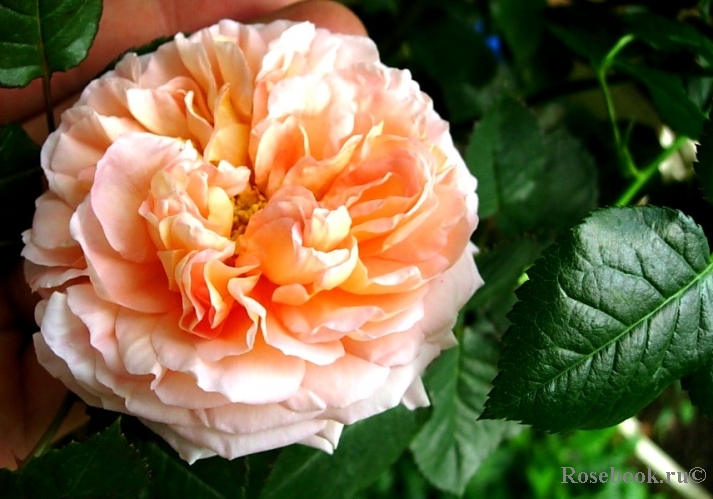 Abraham Darby