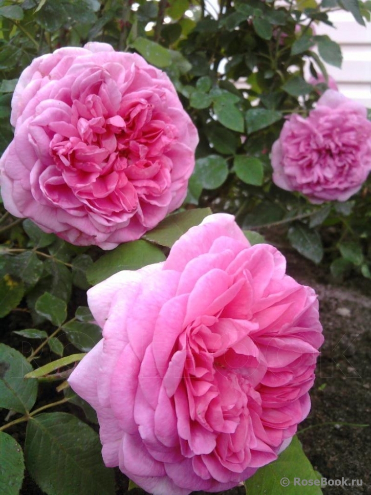 Gertrude Jekyll