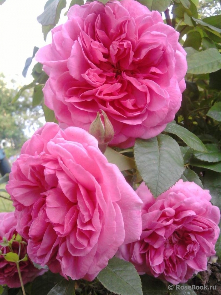 Gertrude Jekyll