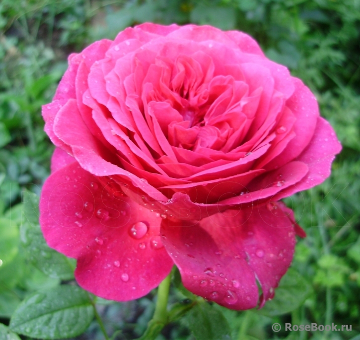 Johann Wolfgang von Goethe Rose®