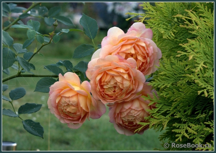 Lady of Shalott 