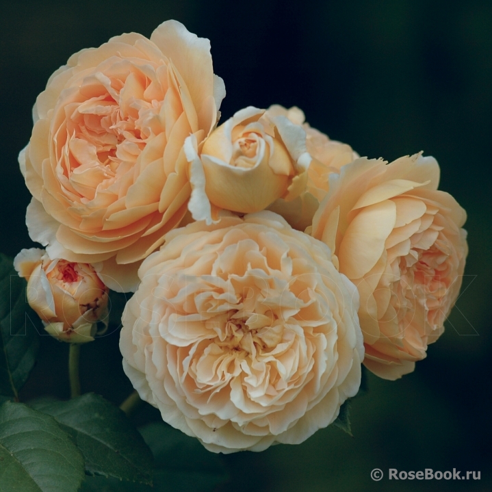 Crown Princess Margareta®