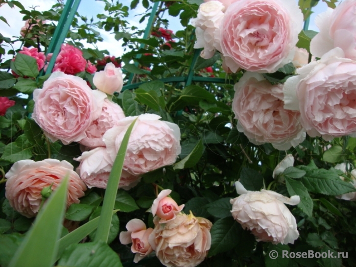 The Wedgwood Rose