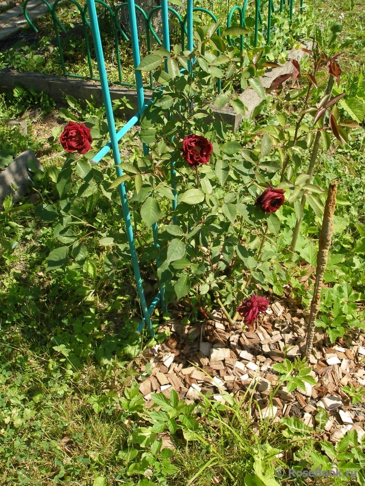 Burgundy Rambler