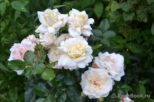 Hermann-Hesse-Rose ®