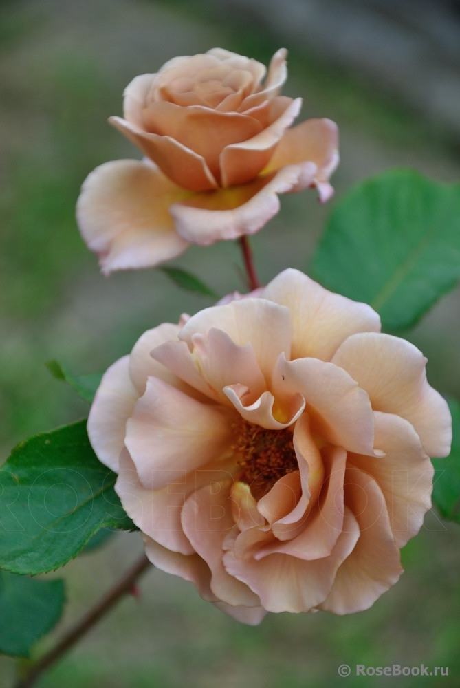 Julia's Rose