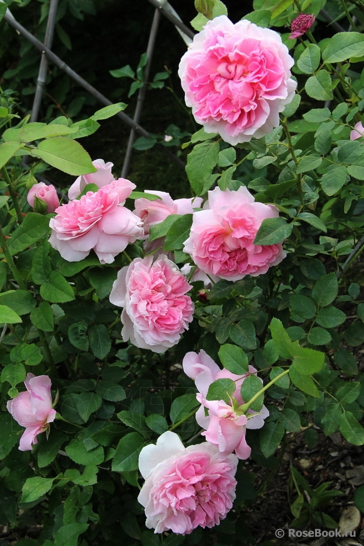 Cottage Rose 