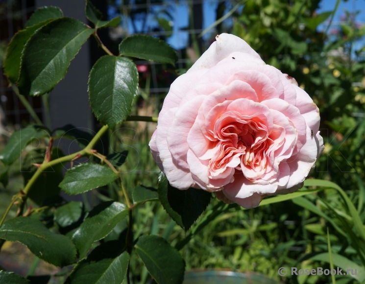 Rose de Tolbiac ®