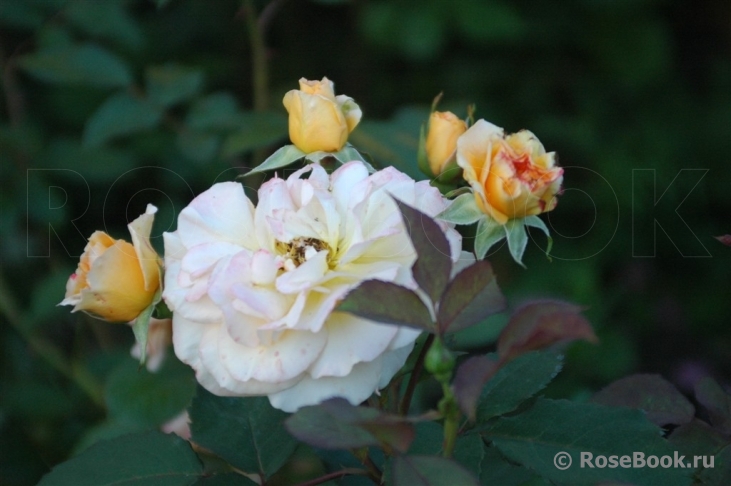 Rose de Gerberoy ®