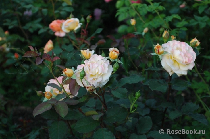 Rose de Gerberoy ®