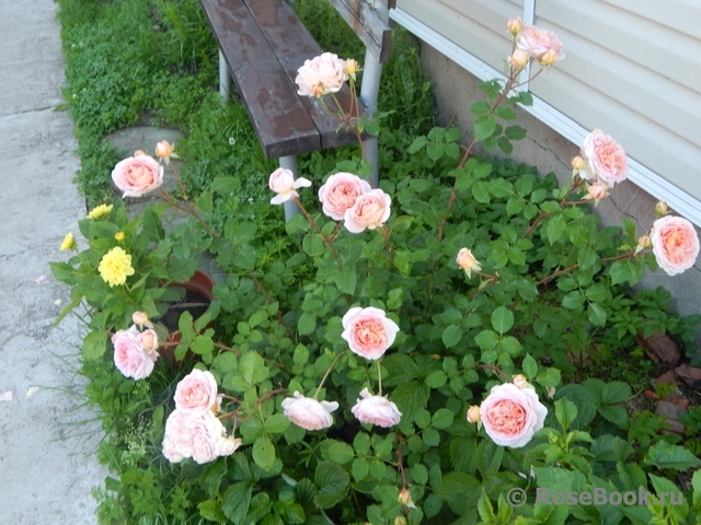 Abraham Darby