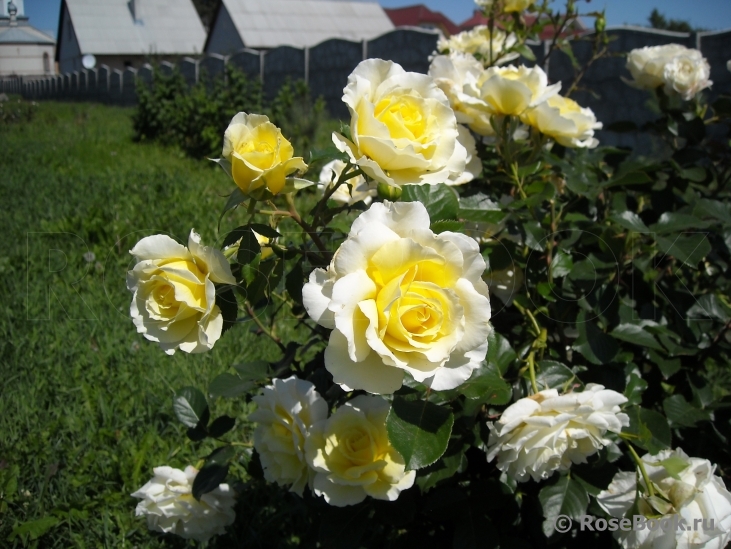 White Licorice