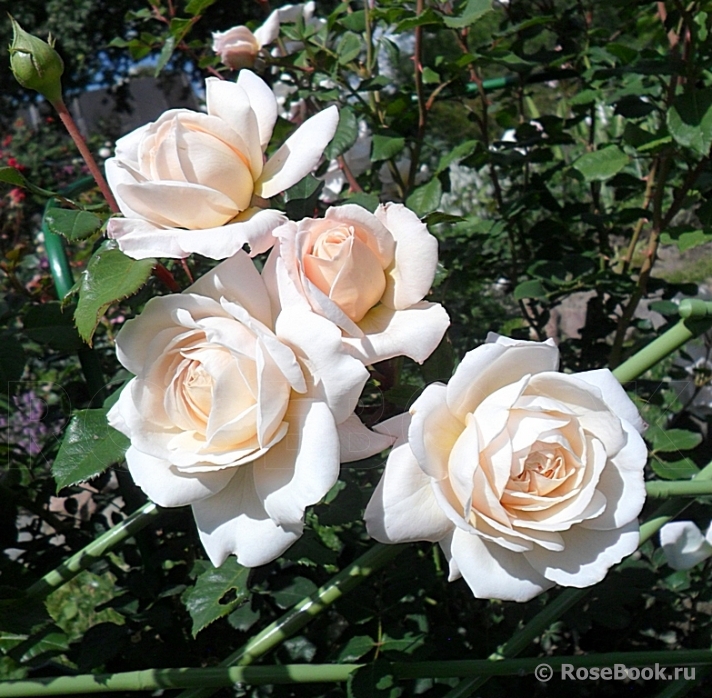 Crocus Rose® 