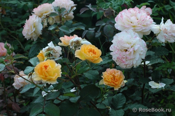 Rose de Gerberoy ®