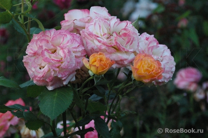 Rose de Gerberoy ®