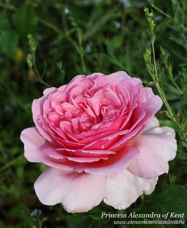 Princess Alexandra of Kent 