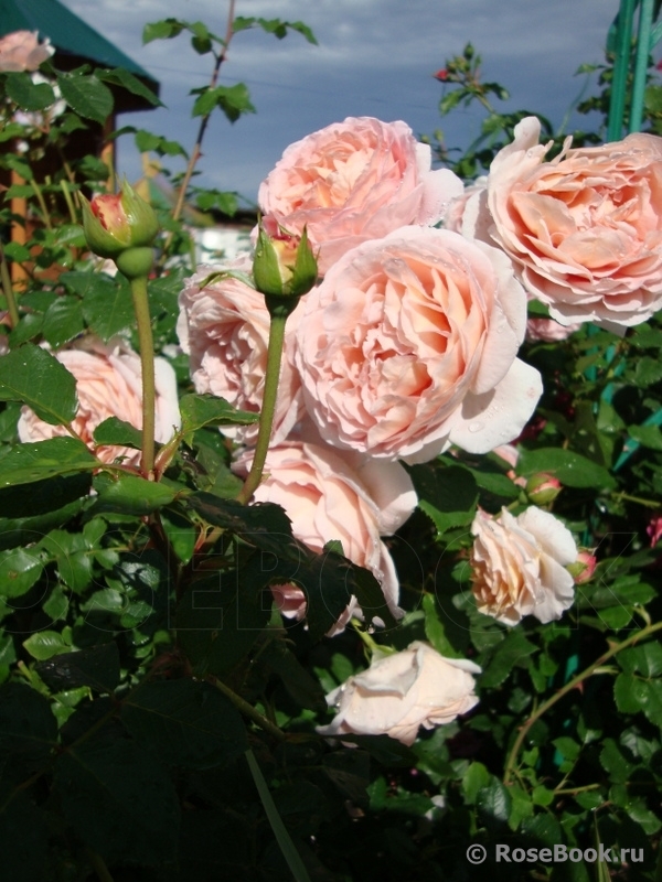 Abraham Darby