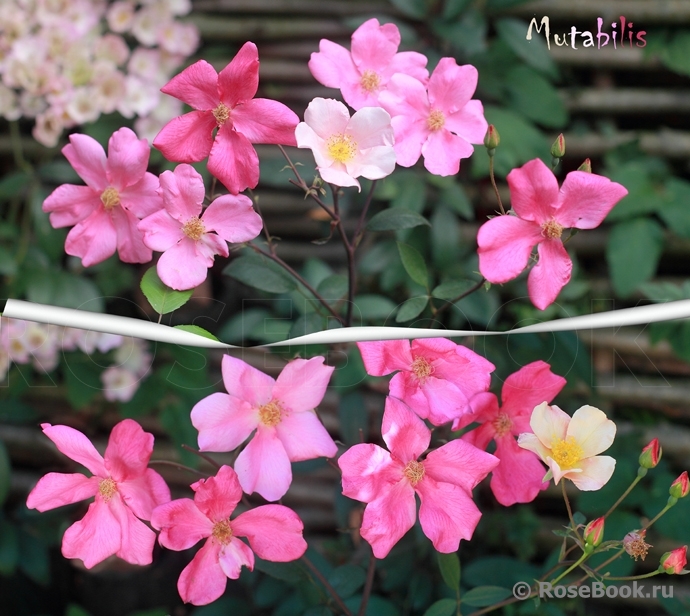 Mutabilis