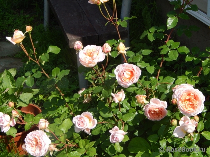 Abraham Darby