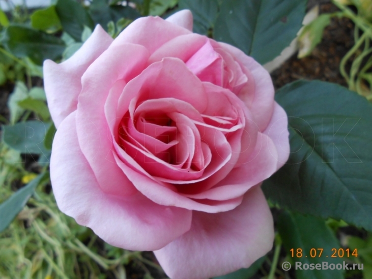 Stefanie´s Rose 