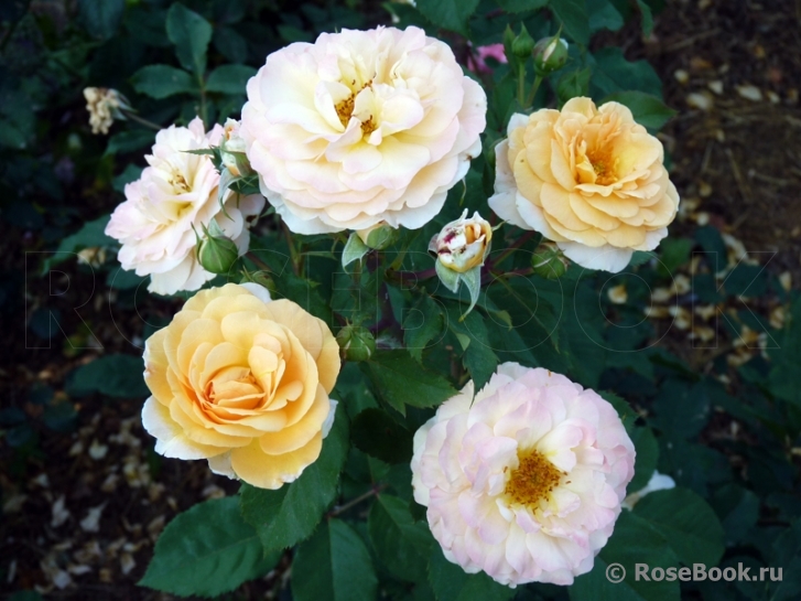 Rose de Gerberoy ®