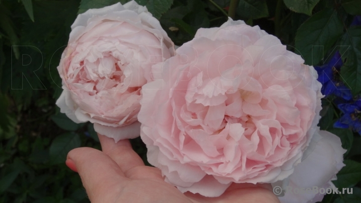 The Wedgwood Rose