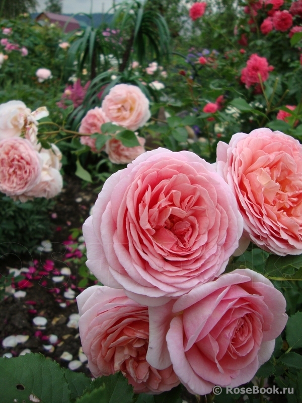 Abraham Darby