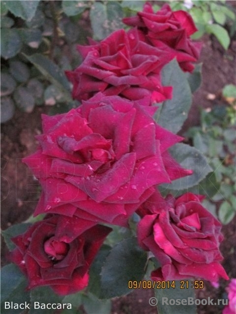 Black Baccara