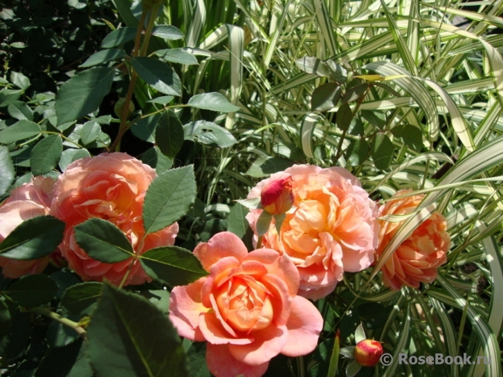 Lady of Shalott 