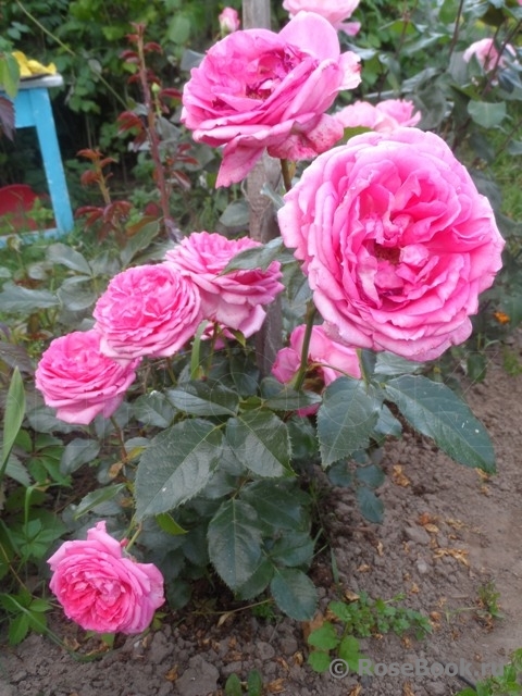 La Rose de Molinard ®