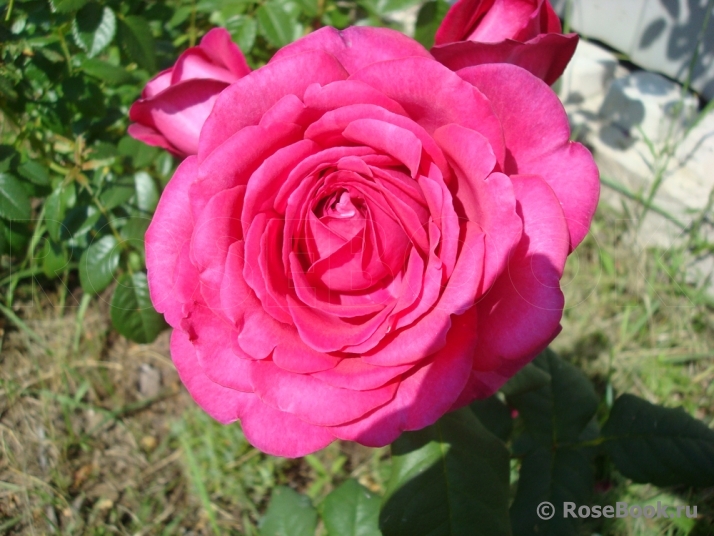 Johann Wolfgang von Goethe Rose®