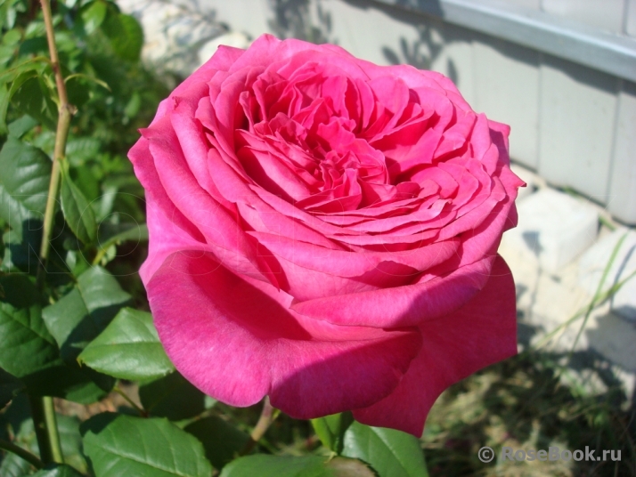 Johann Wolfgang von Goethe Rose®