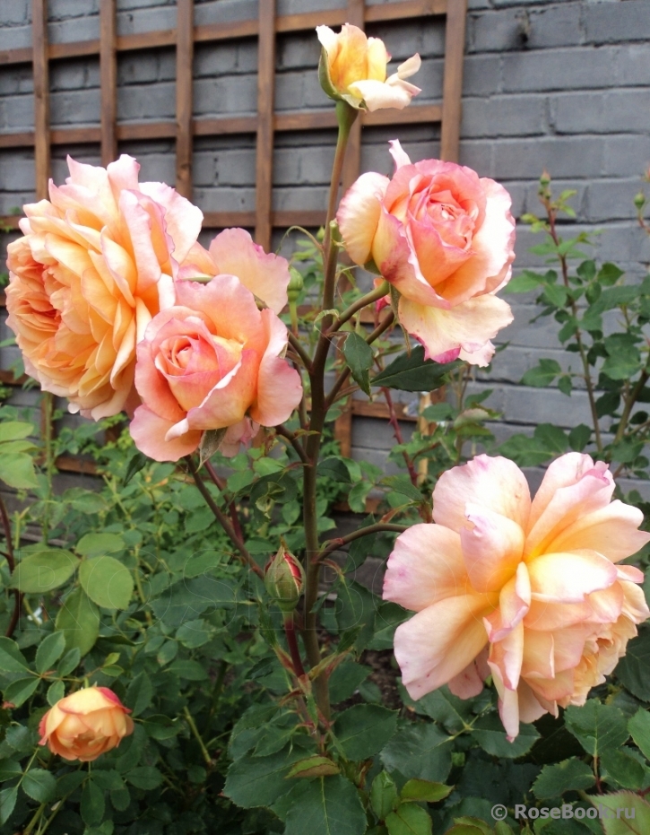 Rose de Gerberoy ®