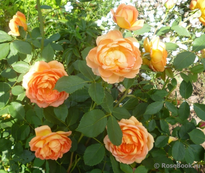 Lady of Shalott 