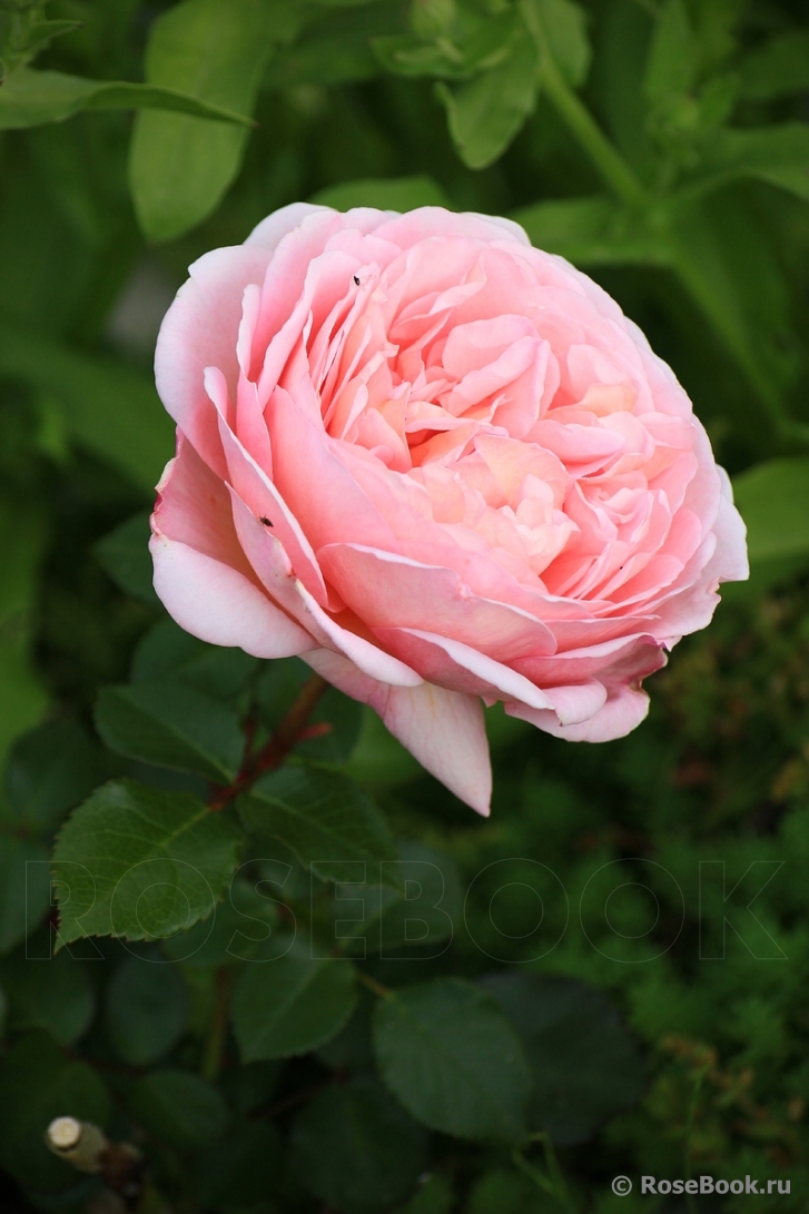 Abraham Darby