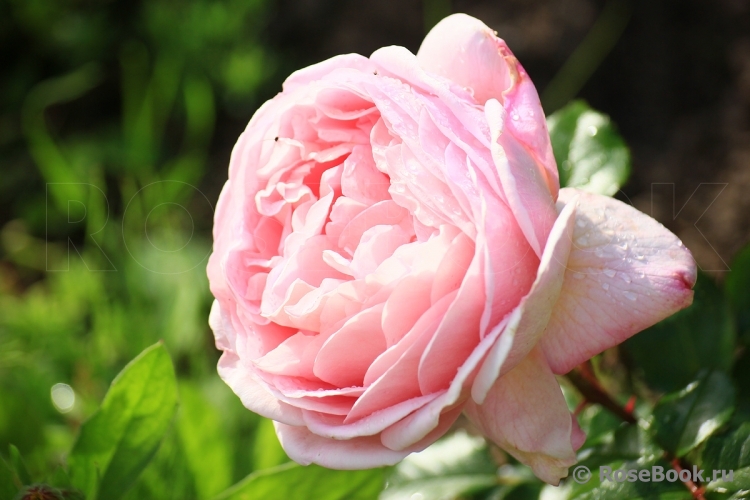 Abraham Darby