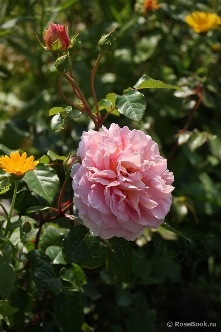 Abraham Darby