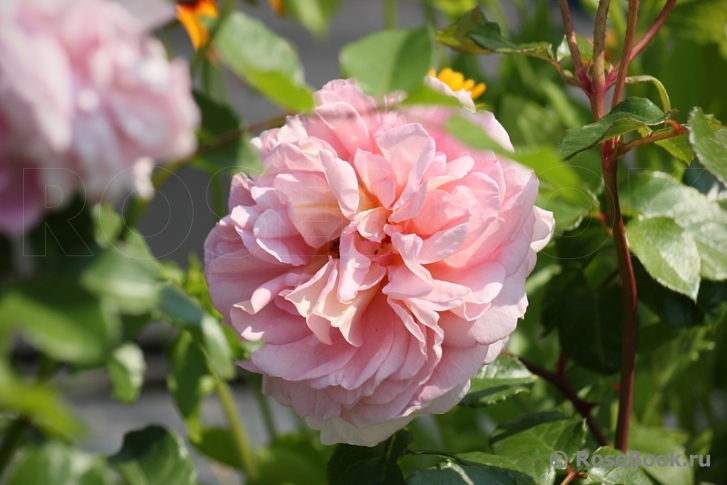 Abraham Darby