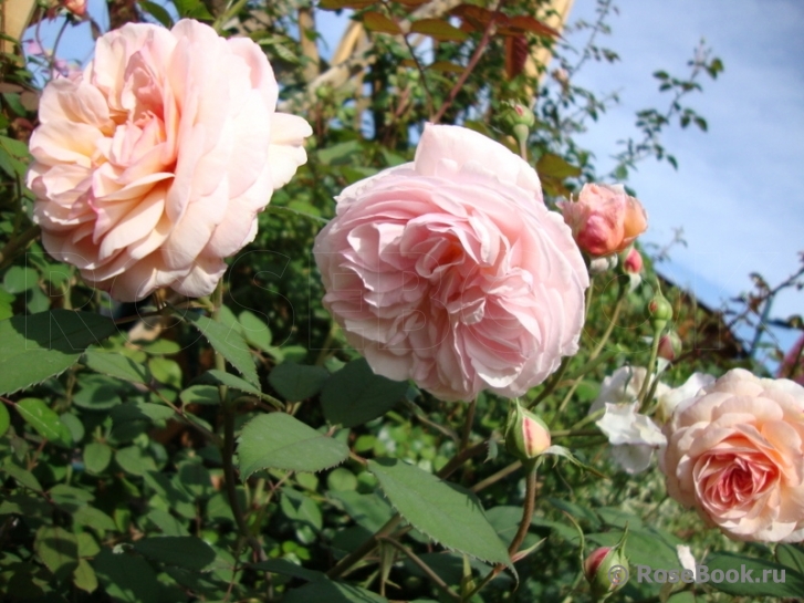 A Shropshire Lad