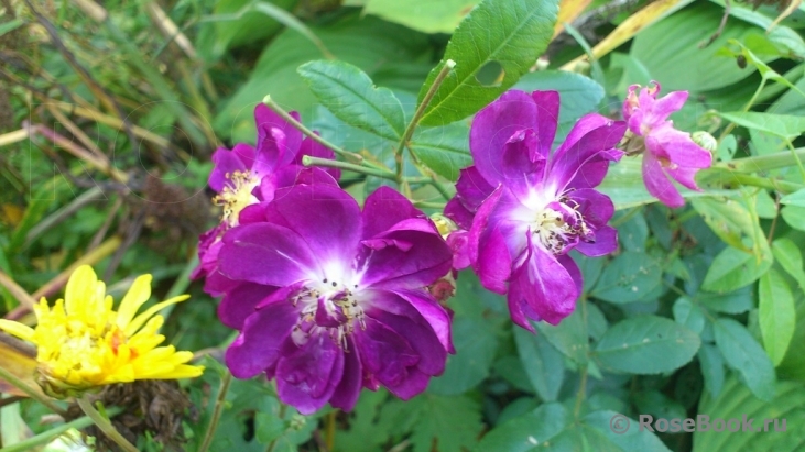 Purple Skyliner