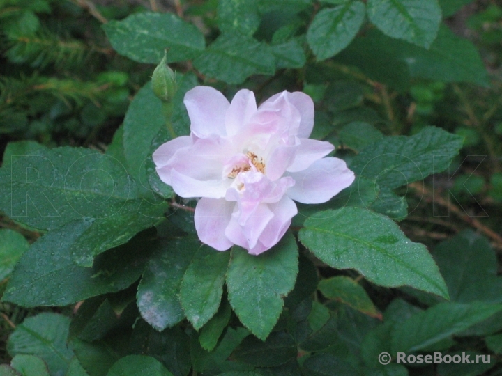 Blush Noisette 