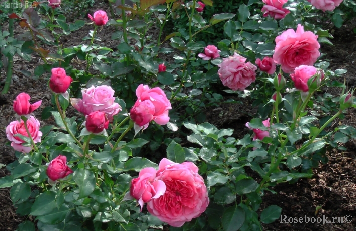 Rose de Bayonne