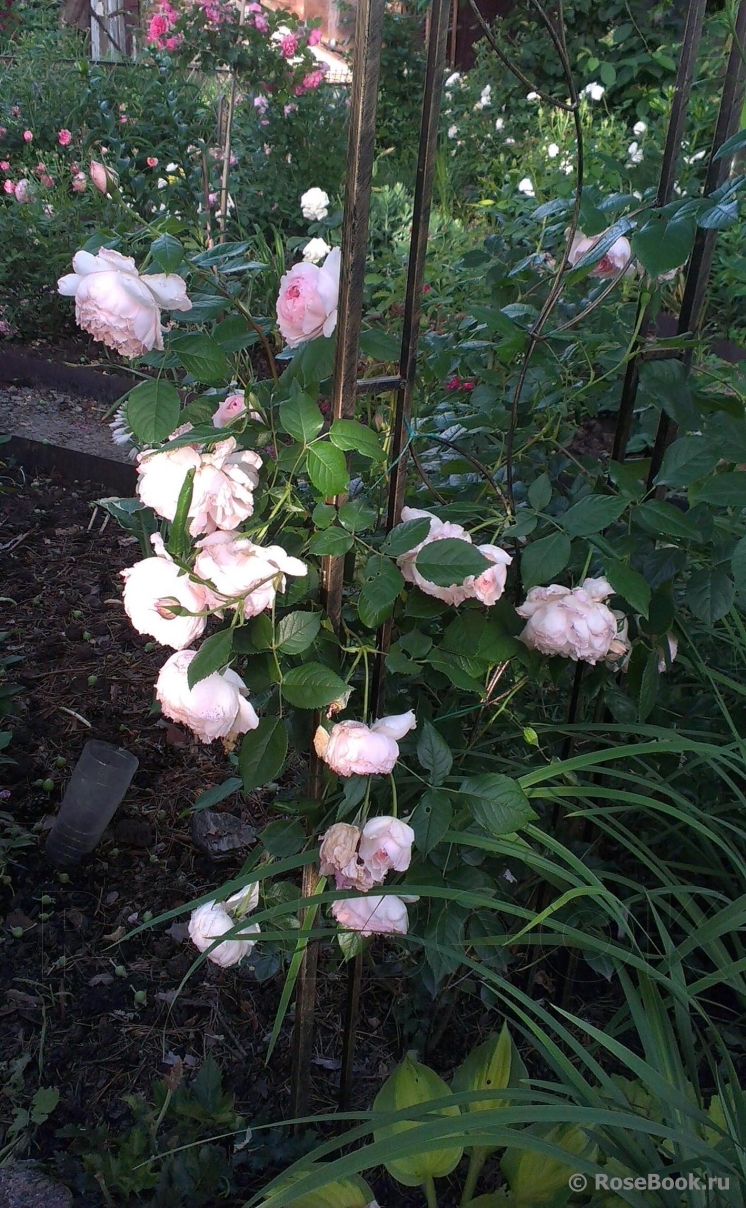 The Wedgwood Rose