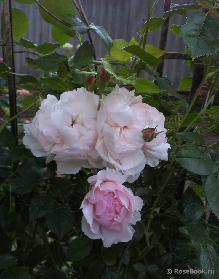 The Wedgwood Rose