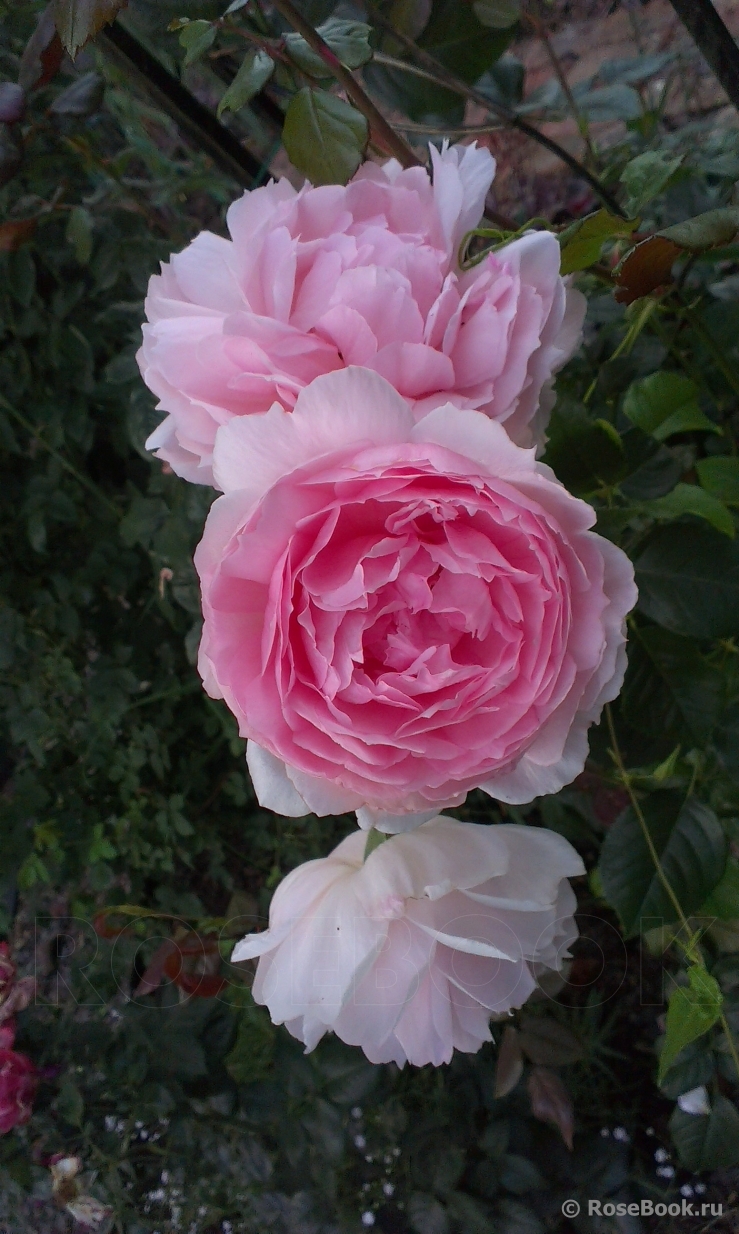 The Wedgwood Rose